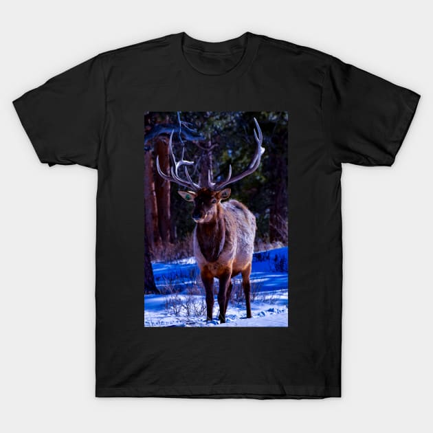 Elk Cutie - Rocky Mountain National Park T-Shirt by manuee